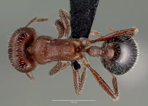Pogonomyrmex bicolor specimen CASENT0006274 image casent0006274_1