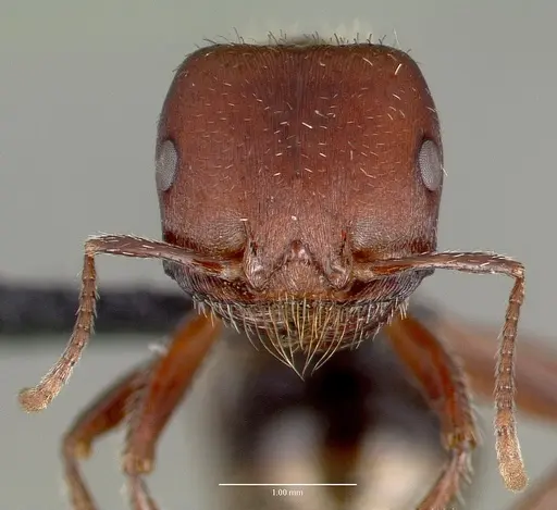 Pogonomyrmex bicolor specimen CASENT0006274 image casent0006274_2