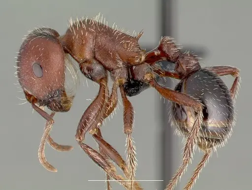 Pogonomyrmex bicolor specimen CASENT0006274 image casent0006274_3
