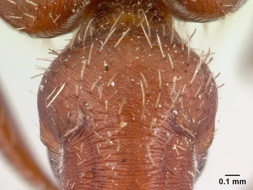 Pogonomyrmex bicolor specimen CASENT0178916 image casent0178916_1