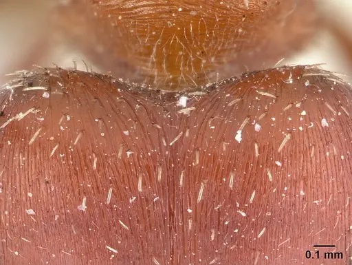 Pogonomyrmex bicolor specimen CASENT0178916 image casent0178916_2
