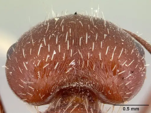 Pogonomyrmex bicolor specimen CASENT0178916 image casent0178916_3