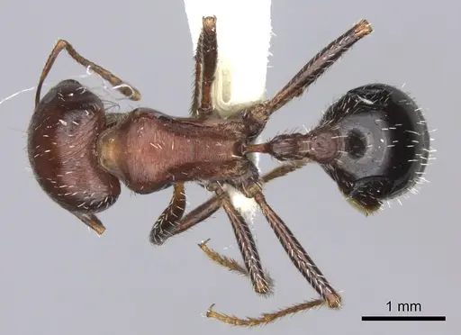 Pogonomyrmex bicolor specimen CASENT0235331 image casent0235331_1