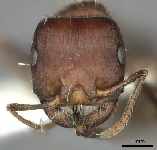 Pogonomyrmex bicolor specimen CASENT0235331 image casent0235331_2