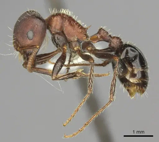 Pogonomyrmex bicolor specimen CASENT0235331 image casent0235331_3