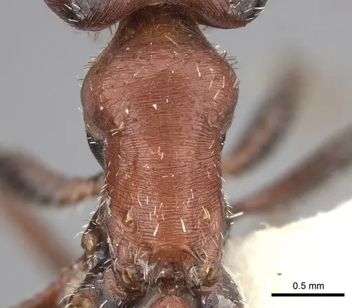 Pogonomyrmex bicolor specimen CASENT0249059 image casent0249059_1