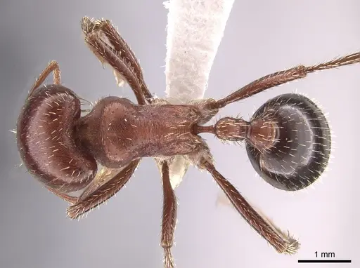 Pogonomyrmex bicolor specimen CASENT0648195 image casent0648195_1