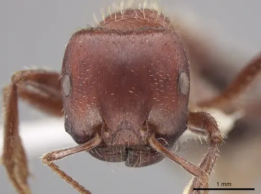 Pogonomyrmex bicolor specimen CASENT0648195 image casent0648195_2