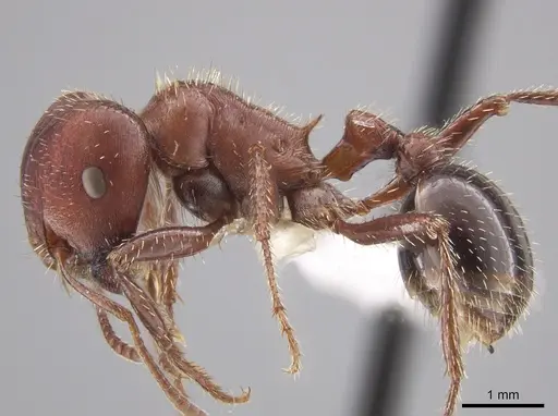 Pogonomyrmex bicolor specimen CASENT0648195 image casent0648195_3