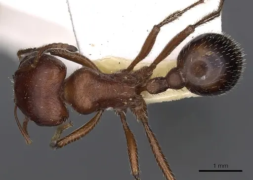 Pogonomyrmex bicolor specimen CASENT0900374 image casent0900374_1