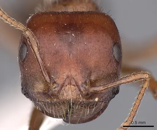 Pogonomyrmex bicolor specimen CASENT0900374 image casent0900374_2