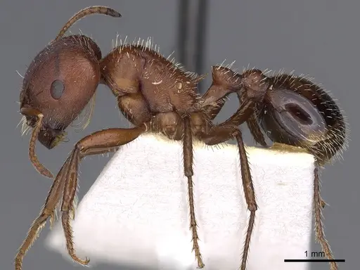 Pogonomyrmex bicolor specimen CASENT0900374 image casent0900374_3