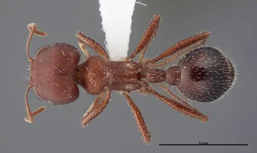 Pogonomyrmex bicolor specimen FMNHINS0000083119 image fmnhins0000083119_1