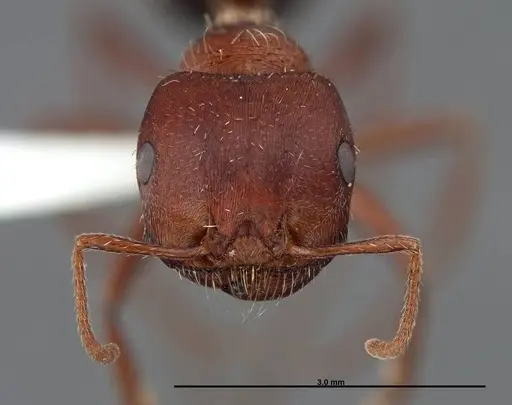 Pogonomyrmex bicolor specimen FMNHINS0000083119 image fmnhins0000083119_2