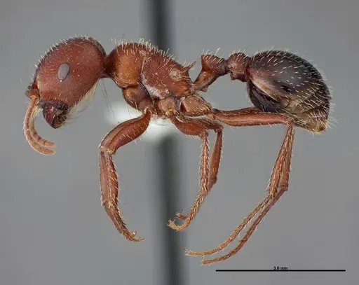 Pogonomyrmex bicolor specimen FMNHINS0000083119 image fmnhins0000083119_3