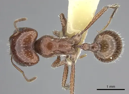 Pogonomyrmex bigbendensis specimen CASENT0217270 image casent0217270_1