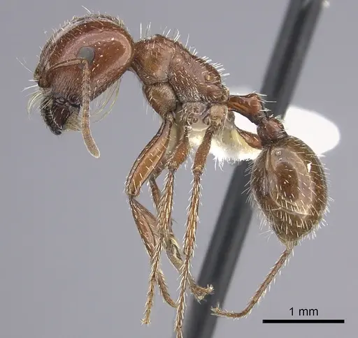 Pogonomyrmex bigbendensis specimen CASENT0217270 image casent0217270_2