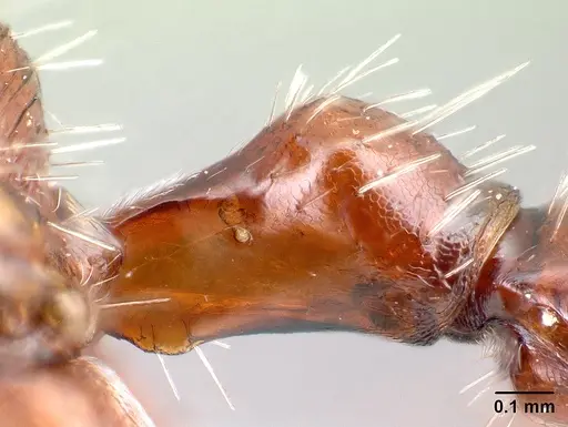 Pogonomyrmex bigbendensis specimen CASENT0217270 image casent0217270_3