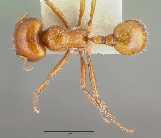 Pogonomyrmex bigbendensis specimen CASTYPE14104 image castype14104_1