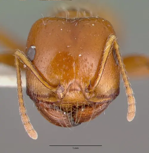 Pogonomyrmex bigbendensis specimen CASTYPE14104 image castype14104_2
