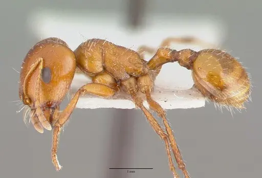 Pogonomyrmex bigbendensis specimen CASTYPE14104 image castype14104_3