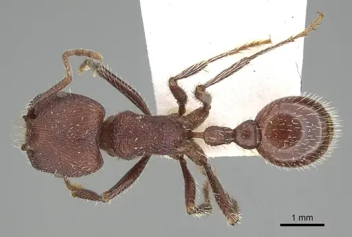 Pogonomyrmex bispinosus specimen ANTWEB1008879 image antweb1008879_1