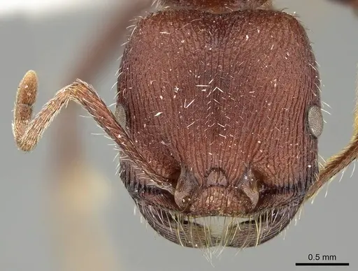 Pogonomyrmex bispinosus specimen ANTWEB1008879 image antweb1008879_2