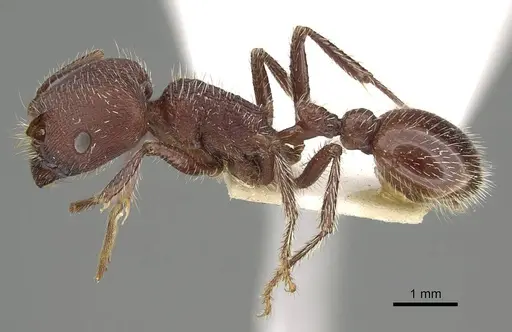 Pogonomyrmex bispinosus specimen ANTWEB1008879 image antweb1008879_3