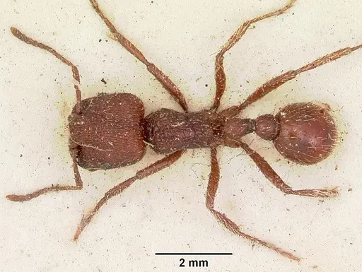 Pogonomyrmex bispinosus specimen CASENT0103525 image casent0103525_1