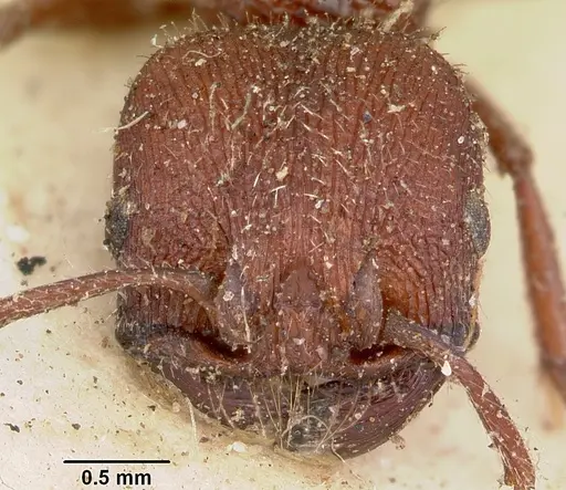 Pogonomyrmex bispinosus specimen CASENT0103525 image casent0103525_2