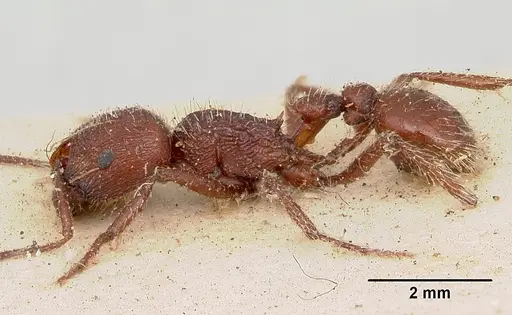 Pogonomyrmex bispinosus specimen CASENT0103525 image casent0103525_3