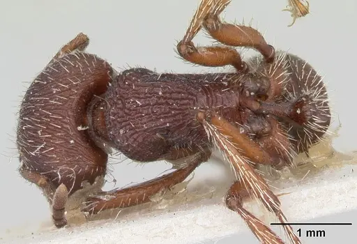 Pogonomyrmex bispinosus specimen CASENT0173348 image casent0173348_1