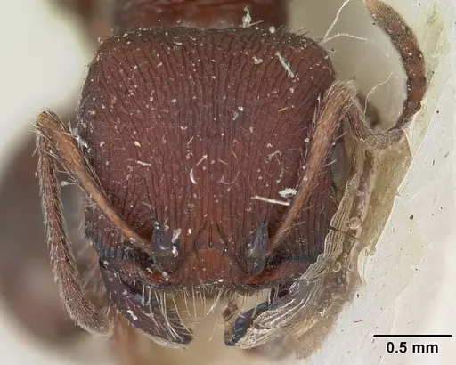 Pogonomyrmex bispinosus specimen CASENT0173348 image casent0173348_2