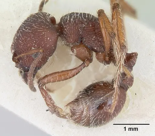 Pogonomyrmex bispinosus specimen CASENT0173348 image casent0173348_3