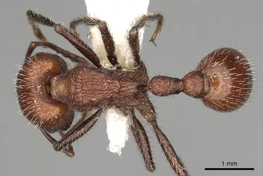 Pogonomyrmex bispinosus specimen CASENT0281087 image casent0281087_1