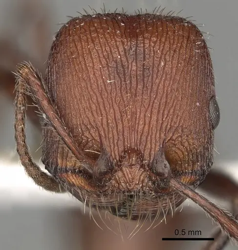 Pogonomyrmex bispinosus specimen CASENT0281087 image casent0281087_2