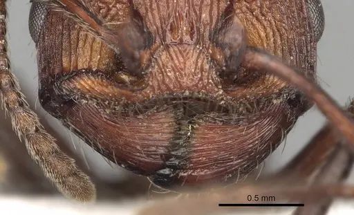 Pogonomyrmex bispinosus specimen CASENT0281087 image casent0281087_3