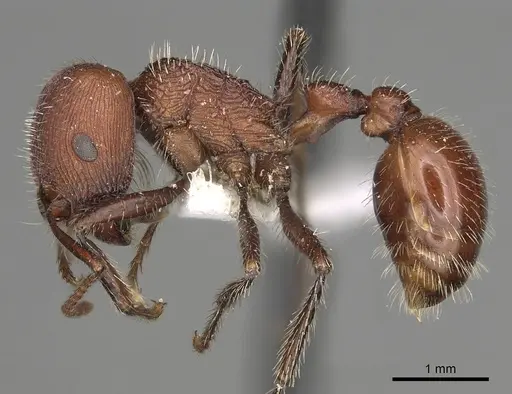 Pogonomyrmex bispinosus specimen CASENT0281087 image casent0281087_4