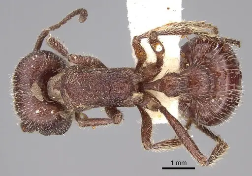 Pogonomyrmex bispinosus specimen CASENT0914379 image casent0914379_1