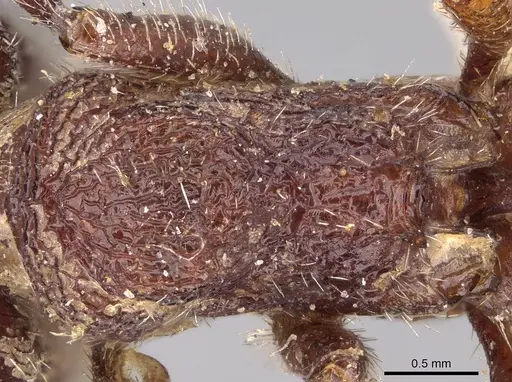 Pogonomyrmex bispinosus specimen CASENT0914379 image casent0914379_2