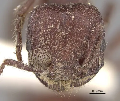 Pogonomyrmex bispinosus specimen CASENT0914379 image casent0914379_3
