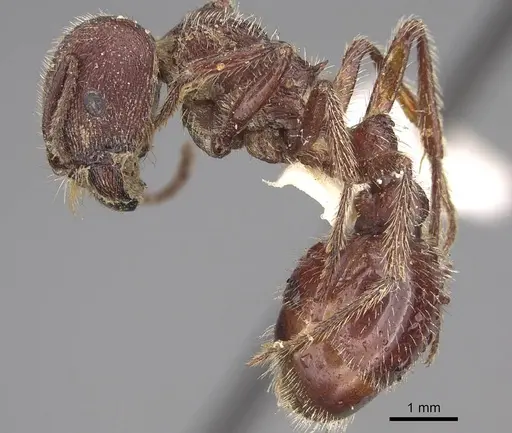 Pogonomyrmex bispinosus specimen CASENT0914379 image casent0914379_4