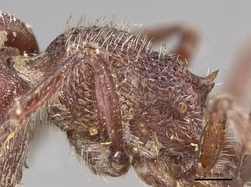 Pogonomyrmex bispinosus specimen CASENT0914379 image casent0914379_5