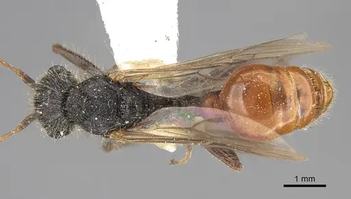 Pogonomyrmex bispinosus specimen LACMENT273583 image lacment273583_1