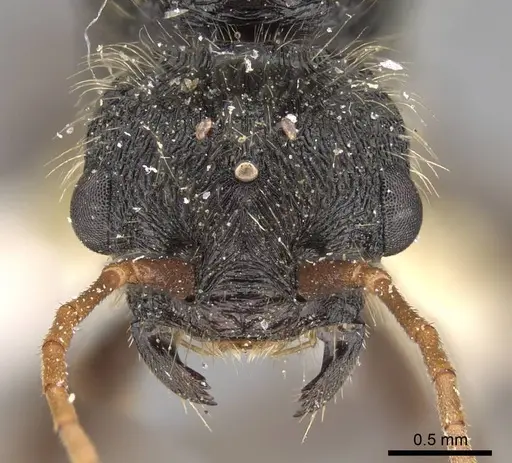 Pogonomyrmex bispinosus specimen LACMENT273583 image lacment273583_2