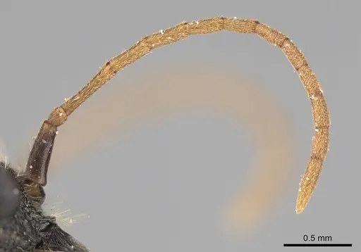 Pogonomyrmex bispinosus specimen LACMENT273583 image lacment273583_3