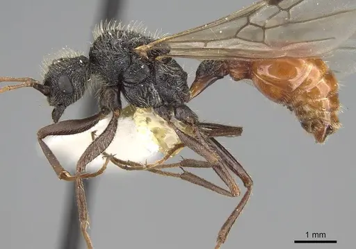 Pogonomyrmex bispinosus specimen LACMENT273583 image lacment273583_4