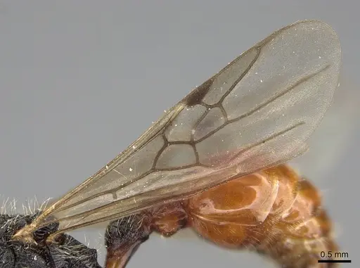 Pogonomyrmex bispinosus specimen LACMENT273583 image lacment273583_5