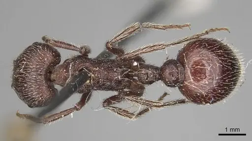 Pogonomyrmex bispinosus specimen LACMENT273679 image lacment273679_1