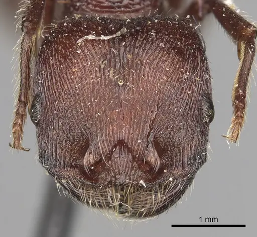Pogonomyrmex bispinosus specimen LACMENT273679 image lacment273679_2